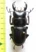 Dorcus sp.  Vietnam - INSECTS-STORE.RU