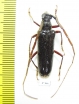 Cerambycidae sp.  Ecuador - INSECTS-STORE.RU
