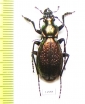 Carabus (Archiplectes) besleticus napraensis  Abkhazia - INSECTS-STORE.RU