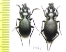 Carabus (Procechenochilus) adangensis gusevi, pair  Georgia - INSECTS-STORE.RU