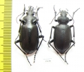 Calosoma peregrinator, pair  Mexico - INSECTS-STORE.RU