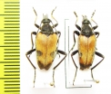 Pachytodes cometes, pair  Russia, Sakhalin isl. - INSECTS-STORE.RU