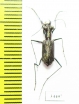 Cicindelinae sp.  Brasilia - INSECTS-STORE.RU