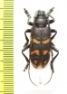 Ceroplesis sp.  Congo - INSECTS-STORE.RU
