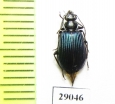 Carabidae sp.  Tanzania - INSECTS-STORE.RU