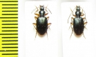 Carabidae sp.  South Africa Rep. - INSECTS-STORE.RU
