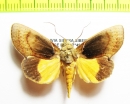 Noctuidae sp.  Bolivia - INSECTS-STORE.RU