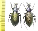 Carabus (Coptolabrus) formosus brockmanni, pair  China - INSECTS-STORE.RU