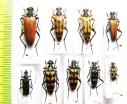 Corymbia variicornis, Rutpela maculata, Anoplodera cyanea, Judolia parallelopipeda, Leptura quadrifasciata, L.duodecimguttata, L.nigripes - INSECTS-STORE.RU
