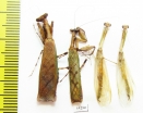 Mantodea sp.  Malaysia, Borneo - INSECTS-STORE.RU