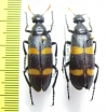 Meloidae sp.  South Africa Rep. - INSECTS-STORE.RU