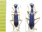 Neocollyris sp.  Nepal - INSECTS-STORE.RU