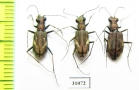 Cylindera obliquefasciata, pair  Tajikistan - INSECTS-STORE.RU
