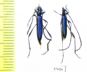 Cerambycidae sp., pair  South Africa Rep. - INSECTS-STORE.RU