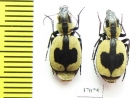 Graphipterus sp.  South Africa Rep. - INSECTS-STORE.RU