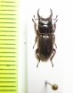 Aegus hamatus  Malaysia, Borneo - INSECTS-STORE.RU
