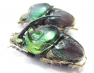 Proagoderus extensus, pair  Tanzania - INSECTS-STORE.RU