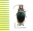 Carabidae sp.  Tanzania - INSECTS-STORE.RU