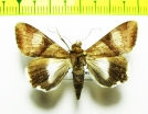 Noctuidae sp.  Bolivia - INSECTS-STORE.RU