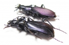 Carabus (Archiplectes) daphnis askhicus, pair  Georgia - INSECTS-STORE.RU