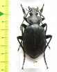 Calosoma maximoviczi  Korea - INSECTS-STORE.RU