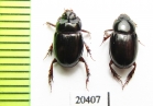 Orphninae sp., pair  Madagascar - INSECTS-STORE.RU