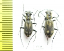 Cicindelinae sp., pair  Zambia - INSECTS-STORE.RU