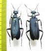Cyaneolytta sp., pair  Namibia - INSECTS-STORE.RU