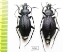 Carabus (Sphodristocarabus) janthinus dvorschaki, pair  Russia, Krasnodar reg. - INSECTS-STORE.RU