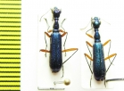 Neocollyris sp.  Nepal - INSECTS-STORE.RU