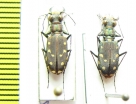 Cicindela sedecimpunctata, pair  USA - INSECTS-STORE.RU