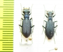 Cylindera nox  Tajikistan - INSECTS-STORE.RU