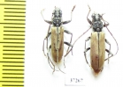 Cerambycidae sp., pair  South Africa Rep. - INSECTS-STORE.RU