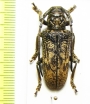 Homelix variegatus  Congo - INSECTS-STORE.RU