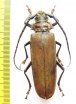 Orthomegas cinnamomeus  Peru - INSECTS-STORE.RU