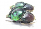Proagoderus extensus, pair  Tanzania - INSECTS-STORE.RU