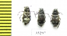 Tropideres albirostris  Russia, Tver reg. - INSECTS-STORE.RU
