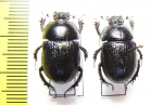 Phelotrupes orientalis  China - INSECTS-STORE.RU