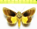 Noctuidae sp.  Bolivia - INSECTS-STORE.RU