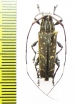 Cerambycidae sp.  Peru - INSECTS-STORE.RU