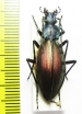 Ceroglossus sp.  Chile - INSECTS-STORE.RU