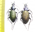 Carabus (Coptolabrus) formosus brockmanni, pair  China - INSECTS-STORE.RU