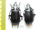 Calosoma maderae maderae, pair  Morocco - INSECTS-STORE.RU
