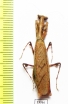 Mantodea sp.  Malaysia - INSECTS-STORE.RU