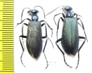 Cyaneolytta sp., pair  Zimbabwe - INSECTS-STORE.RU