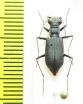 Cylindera nox  Tajikistan - INSECTS-STORE.RU