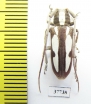 Prosopocera sp.  South Africa Rep. - INSECTS-STORE.RU