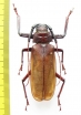 Macrotoma fisheri  Thailand 64mm - INSECTS-STORE.RU
