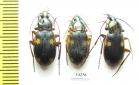 Carabidae sp.  Ethiopia - INSECTS-STORE.RU
