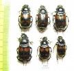Nicrophorus vespillo  Russia, Tver reg. - INSECTS-STORE.RU